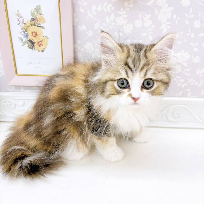 富山県のミヌエット (犬の家＆猫の里富山店/2026年5月5日生まれ/女の子/キャリコ)の子猫の4枚目の画像