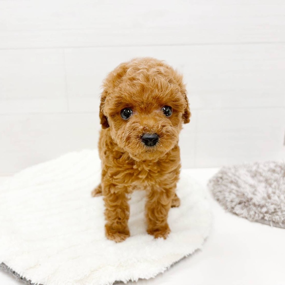 石川県のトイプードル(トイ) (犬の家＆猫の里アミーゴ金沢おこばた店/2026年5月4日生まれ/女の子/レッド)の子犬の4枚目の画像