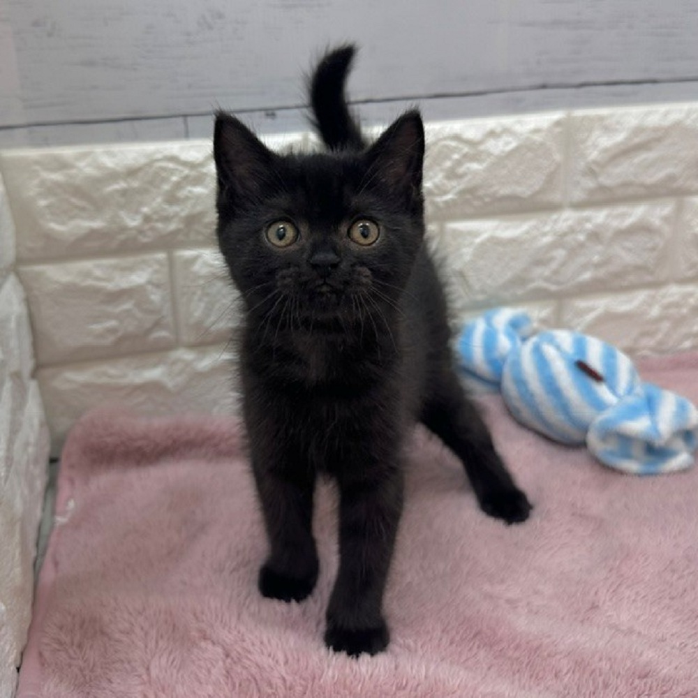 静岡県のブリティッシュショートヘアー (犬の家＆猫の里アミーゴ浜松和田店/2026年5月4日生まれ/女の子/チョコレート)の子猫の4枚目の画像