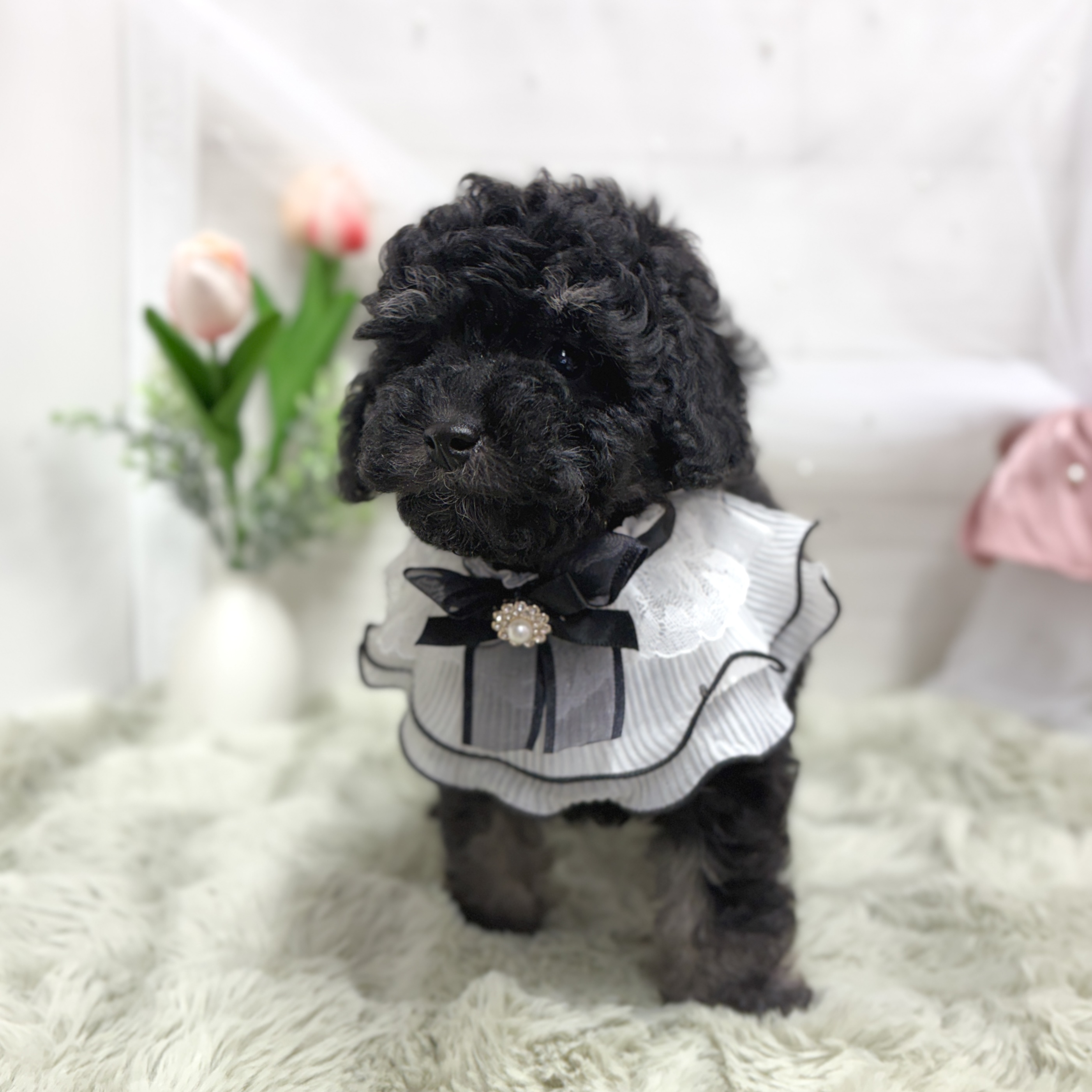 神奈川県のトイプードル(トイ) (犬の家＆猫の里相模原店/2026年5月4日生まれ/女の子/ブラックタン)の子犬の4枚目の画像