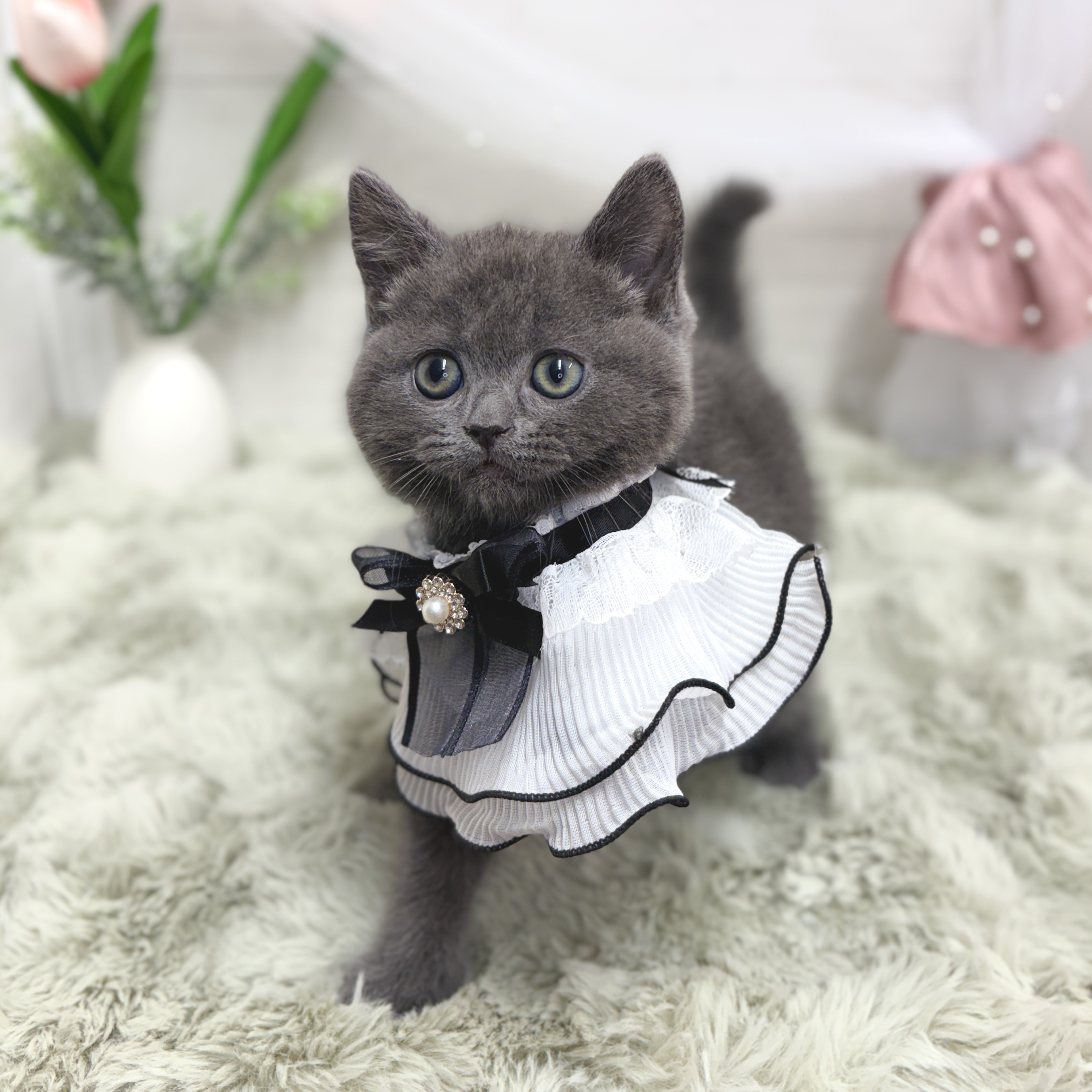 神奈川県のブリティッシュショートヘアー (犬の家＆猫の里相模原店/2026年5月5日生まれ/男の子/ブルー)の子猫の4枚目の画像