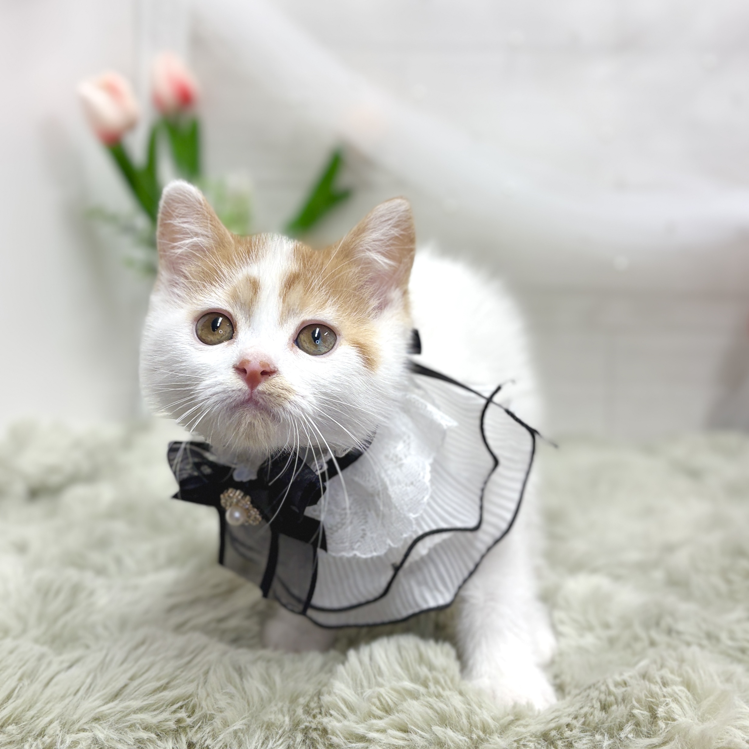 神奈川県のスコティッシュフォールド (犬の家＆猫の里相模原店/2026年5月1日生まれ/男の子/レッドタビーホワイト)の子猫の4枚目の画像