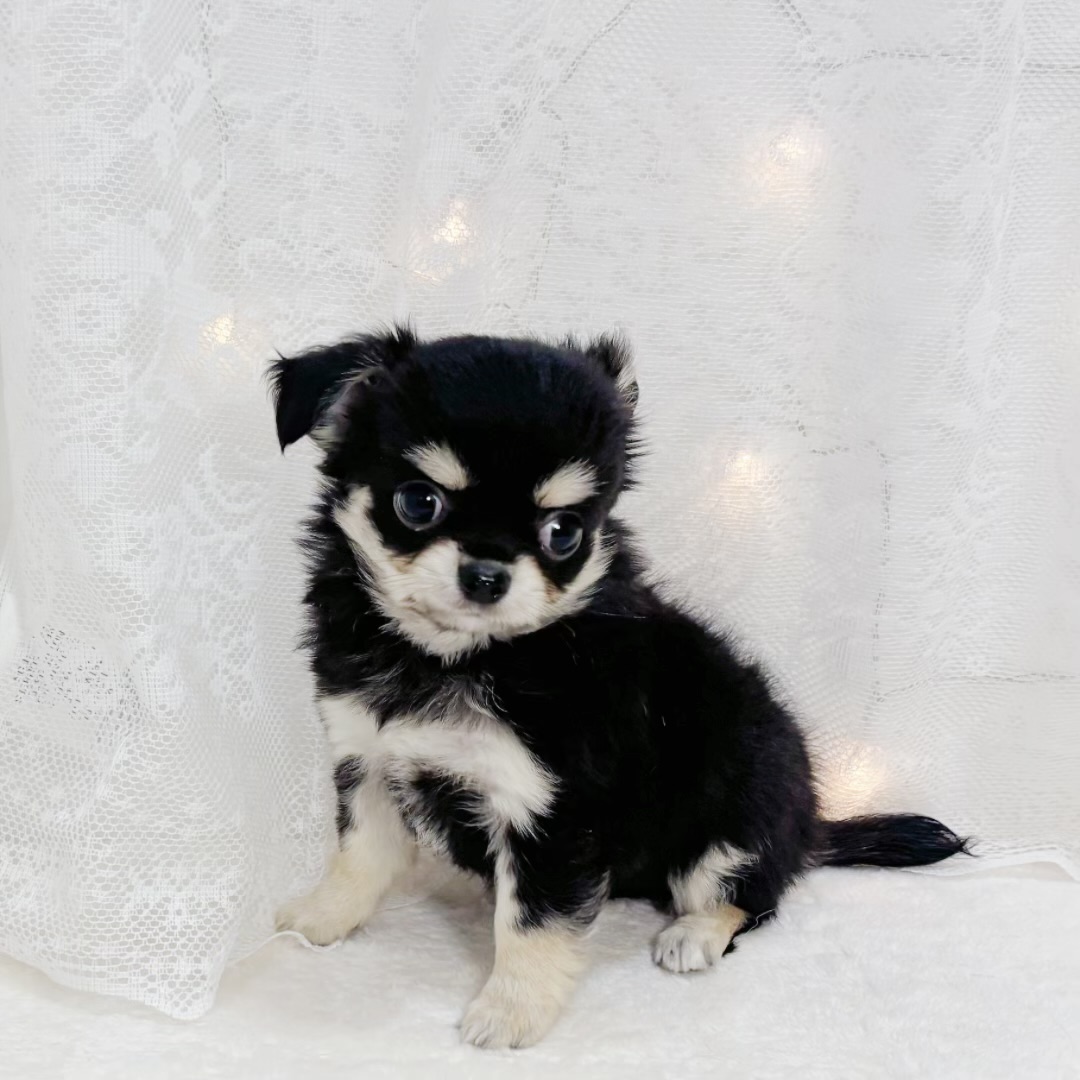 千葉県のチワワ(ロング) (犬の家＆猫の里BIGHOPガーデンモール印西店/2026年5月2日生まれ/女の子/ブラックタンクリーム)の子犬の4枚目の画像