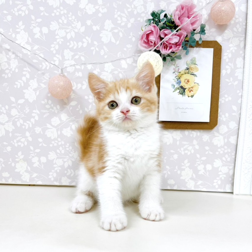 富山県のスコティッシュフォールド (犬の家＆猫の里アミーゴ高岡蓮花寺店/2026年5月3日生まれ/女の子/レッドタビーホワイト)の子猫の4枚目の画像