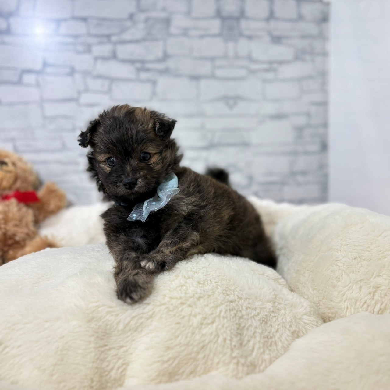 長野県のポメプー(ポメラニアン×プードル) (犬の家＆猫の里長野店/2026年5月2日生まれ/男の子/セーブル)の子犬の4枚目の画像