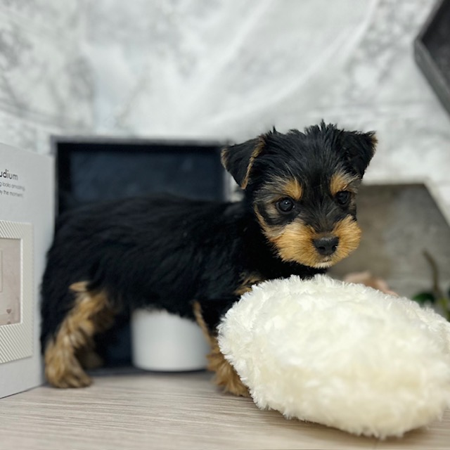 千葉県のヨークシャーテリア (犬の家＆猫の里ワンズモール稲毛店/2026年5月1日生まれ/男の子/スチールブルータン)の子犬の4枚目の画像