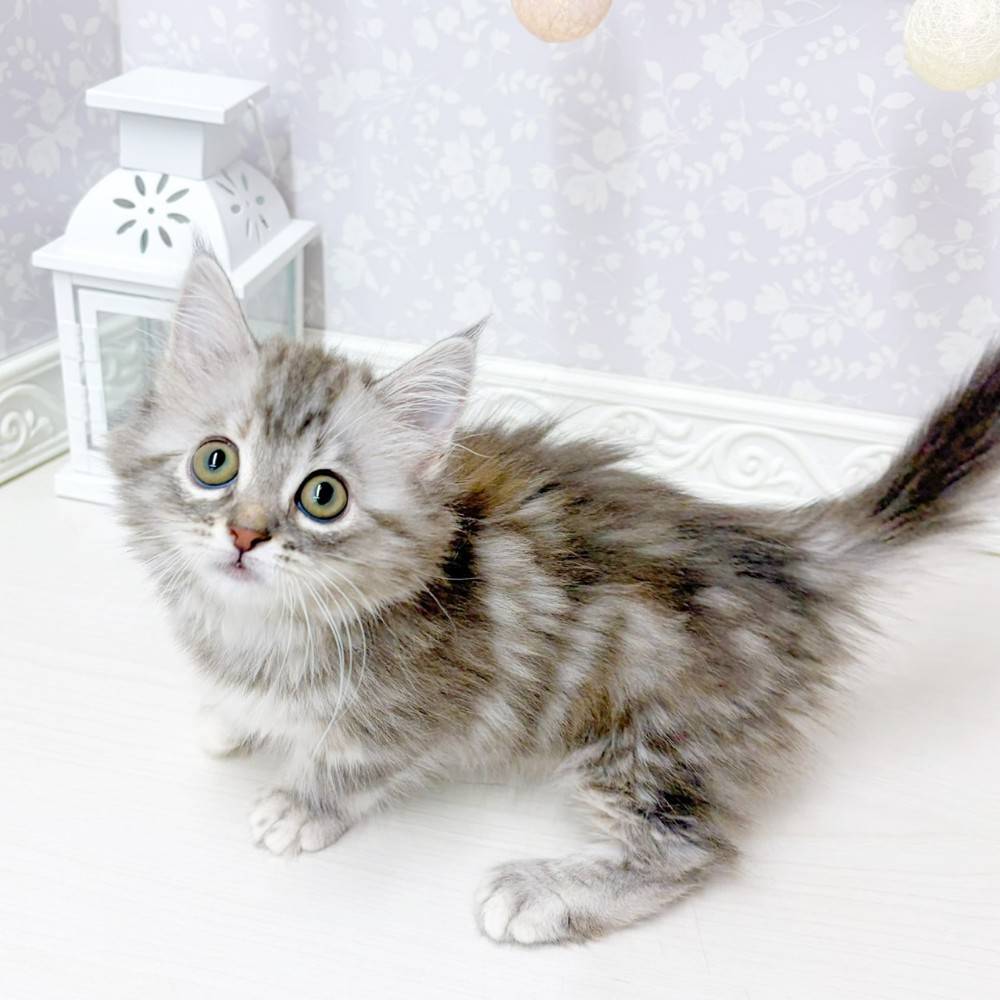 富山県のマンチカン (犬の家＆猫の里アミーゴ山室店/2026年5月4日生まれ/女の子/シルバーパッチドタビー)の子猫の4枚目の画像
