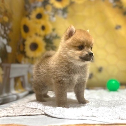 福岡県のポメ柴/豆ポメ/ポメ豆柴(ポメラニアン×柴犬) (犬の家＆猫の里トリアス久山店/2026年5月2日生まれ/男の子/赤)の子犬の4枚目の画像