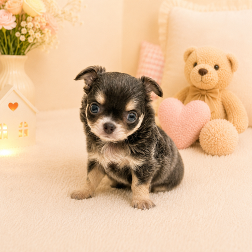 愛知県のチワワ(ロング) (犬の家＆猫の里豊川インター店/2026年5月5日生まれ/女の子/ブルータン)の子犬の4枚目の画像