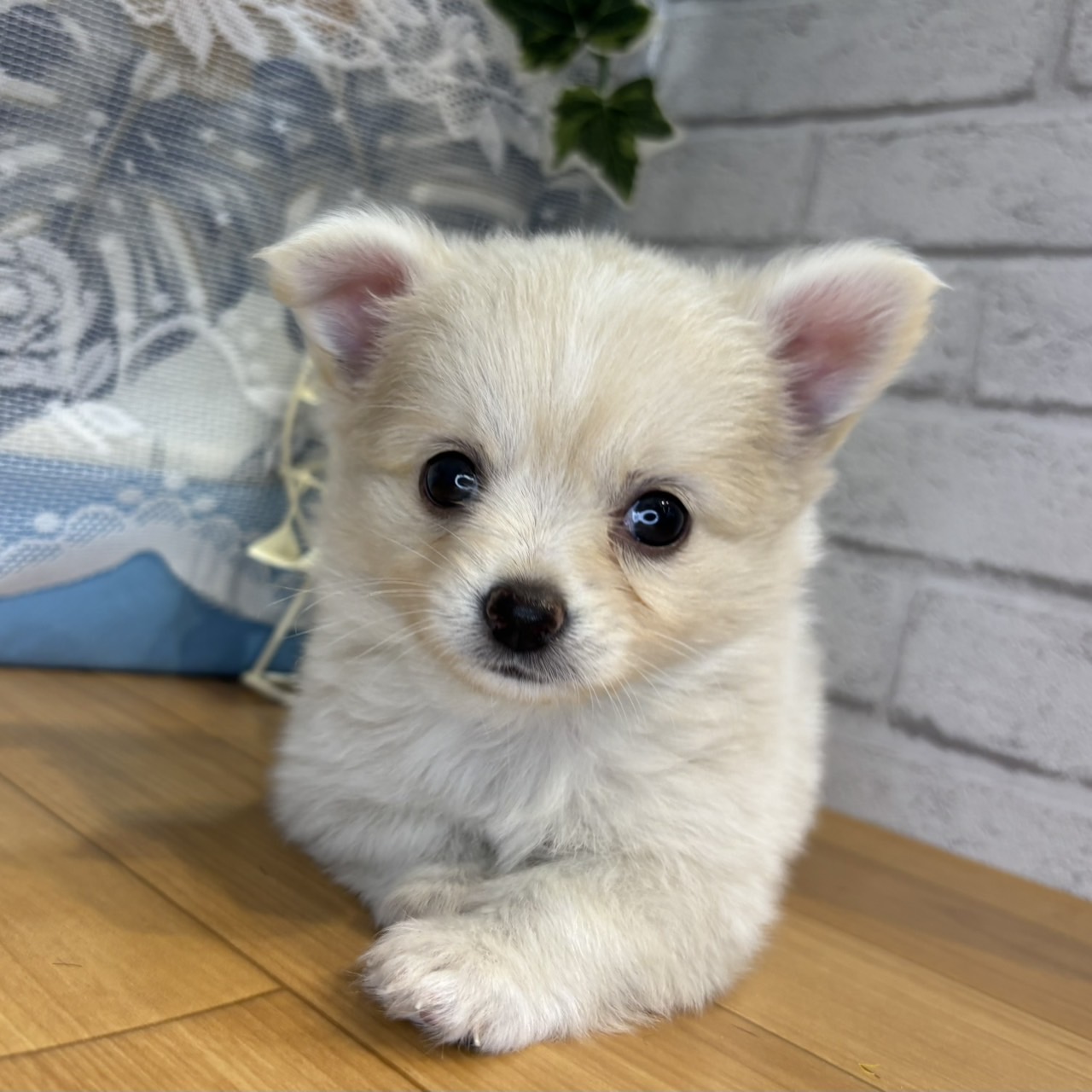 長野県のポメチワ/チワポメ/ポメチー(ポメラニアン×チワワ) (犬の家＆猫の里カインズ梓川店/2026年5月4日生まれ/女の子/クリームホワイト)の子犬の4枚目の画像