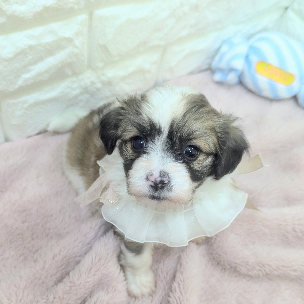 静岡県のハーフ犬・ミックス犬 (犬の家＆猫の里アミーゴ浜松和田店/2026年5月5日生まれ/女の子/ホワイトブラウン)の子犬の4枚目の画像