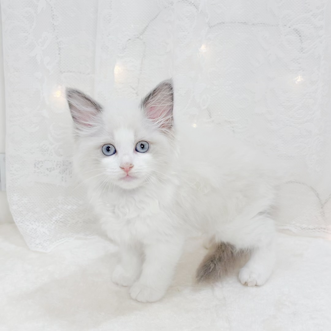 千葉県のラグドール (犬の家＆猫の里BIGHOPガーデンモール印西店/2026年4月29日生まれ/女の子/ブルーポイントバイカラー)の子猫の4枚目の画像
