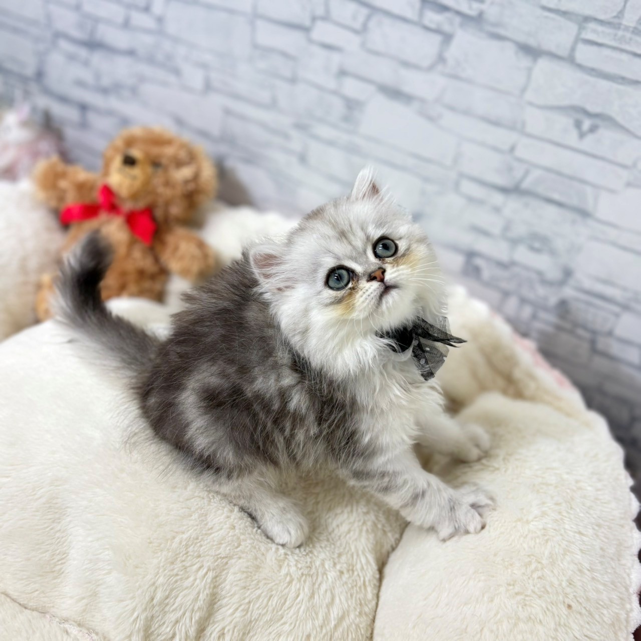 長野県のペルシャ (犬の家＆猫の里長野店/2026年4月30日生まれ/男の子/チンチラシルバー)の子猫の4枚目の画像