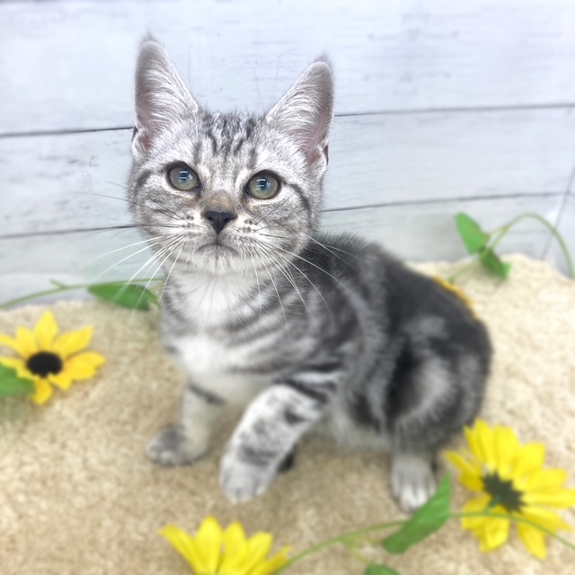 愛知県のアメリカンショートヘアー (犬の家＆猫の里七宝店/2026年5月1日生まれ/男の子/シルバータビー)の子猫の1枚目の画像