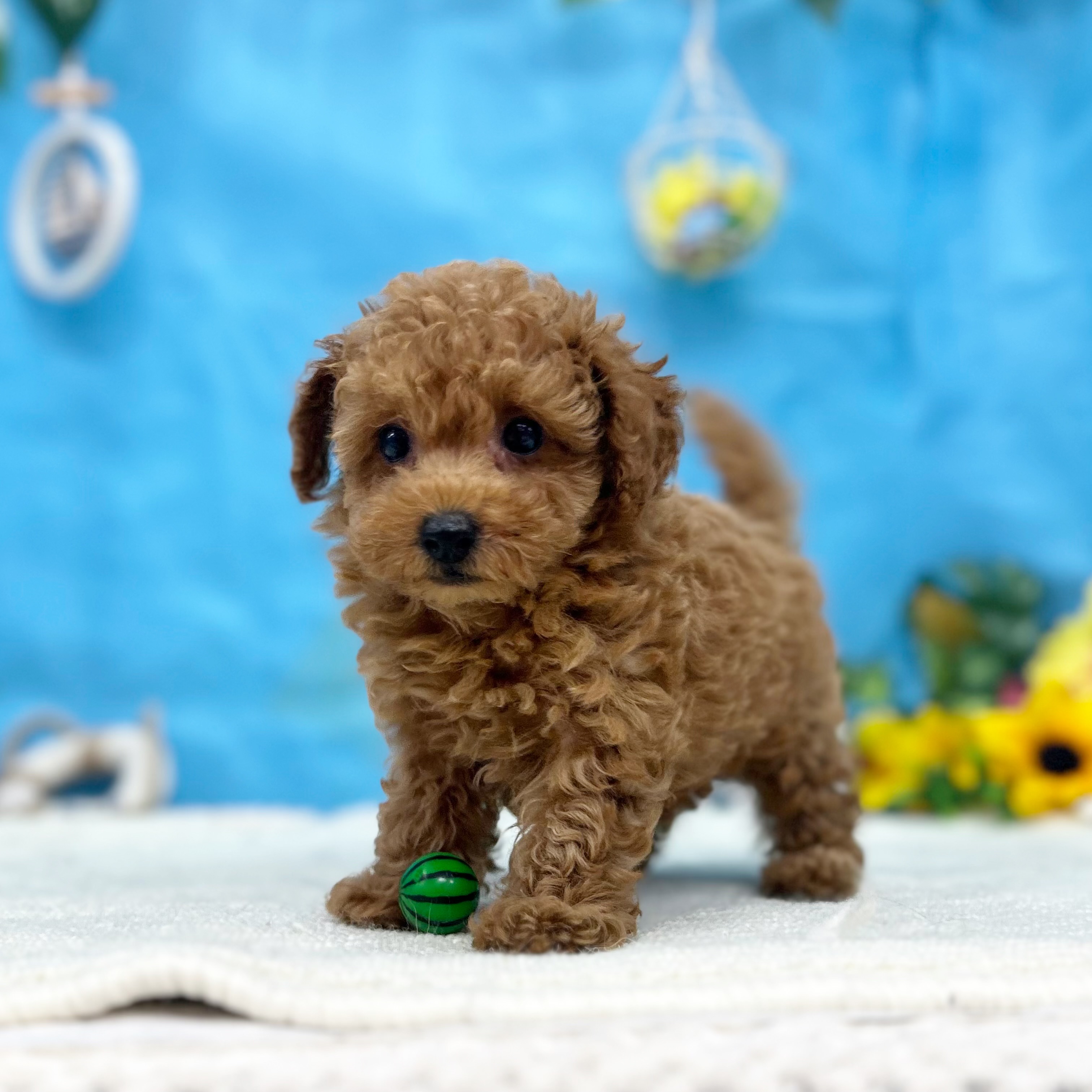 岐阜県のトイプードル(トイ) (犬の家＆猫の里岐南店/2026年5月5日生まれ/男の子/レッドフォーン)の子犬の4枚目の画像