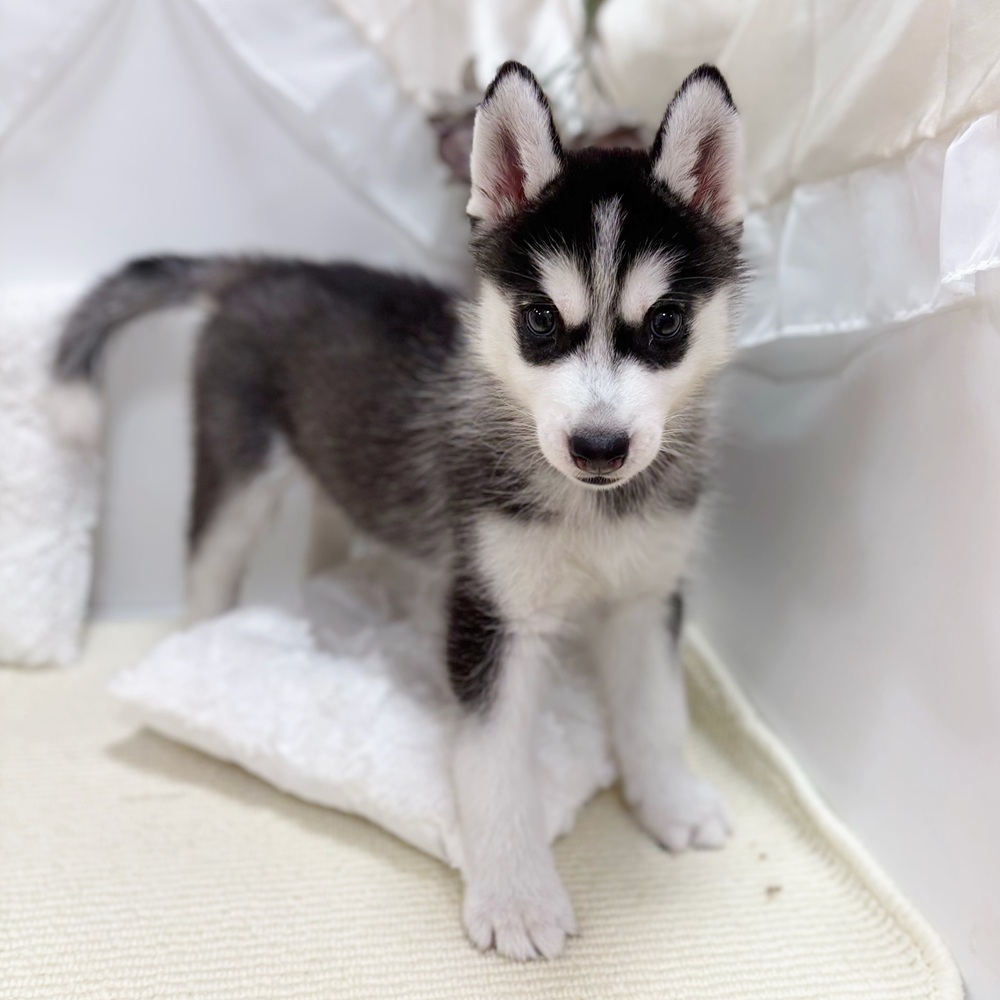 岐阜県のシベリアンハスキー (犬の家＆猫の里カラフルタウン岐阜店/2026年5月4日生まれ/女の子/ブラックホワイト)の子犬の4枚目の画像