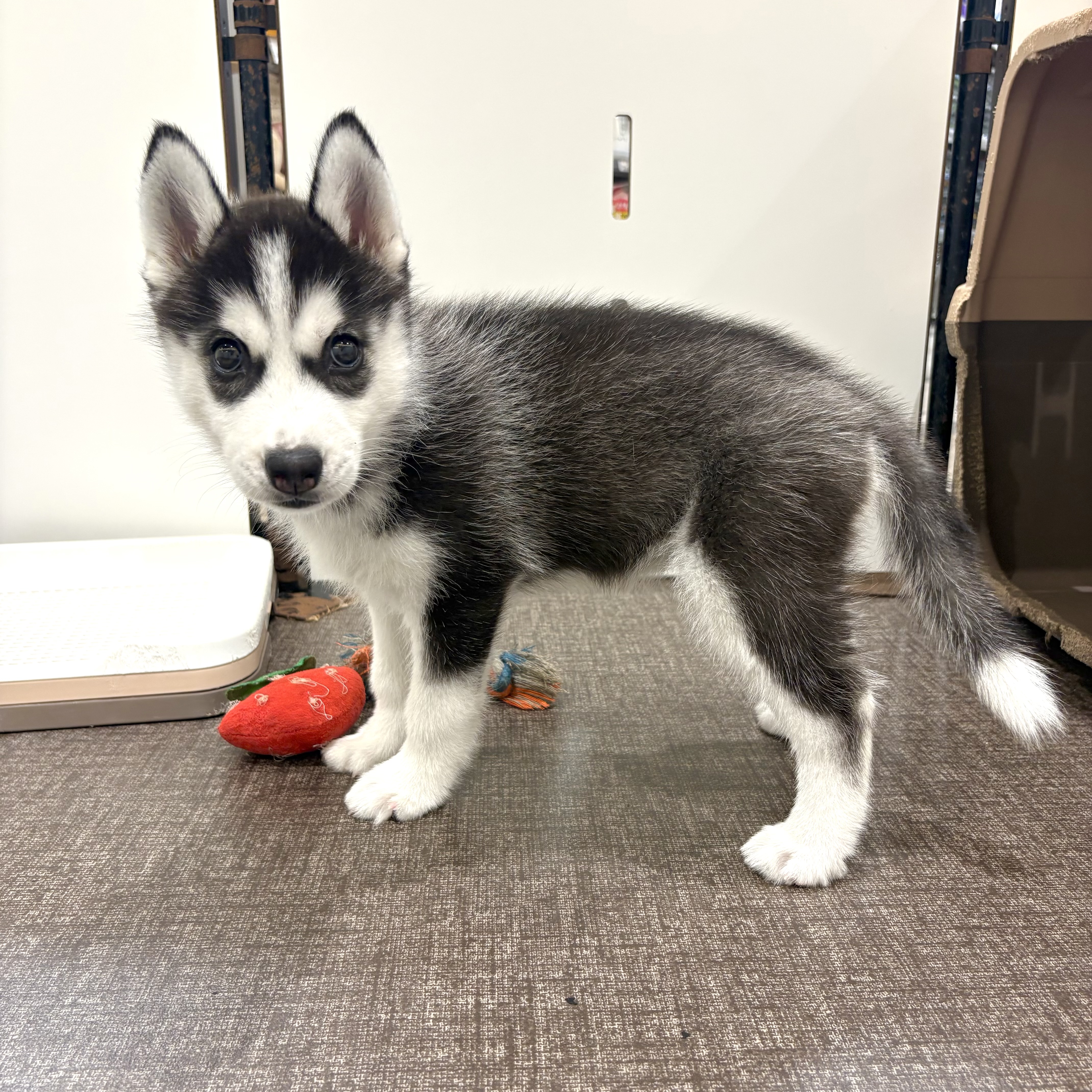 大阪府のシベリアンハスキー (犬の家＆猫の里そよら東岸和田店/2026年5月4日生まれ/女の子/ブラックホワイト)の子犬の4枚目の画像