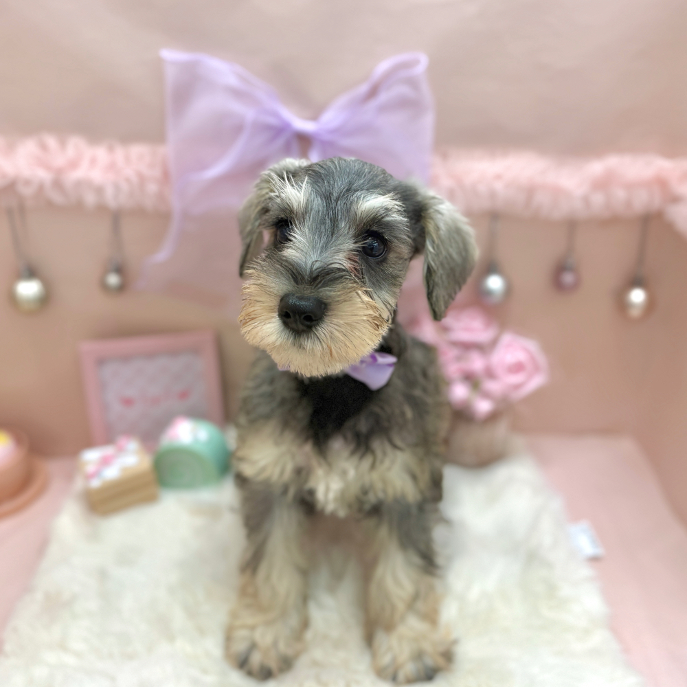 福井県のミニチュアシュナウザー (犬の家＆猫の里アミーゴ福井大和田店/2026年5月4日生まれ/女の子/ソルトペッパー)の子犬の4枚目の画像