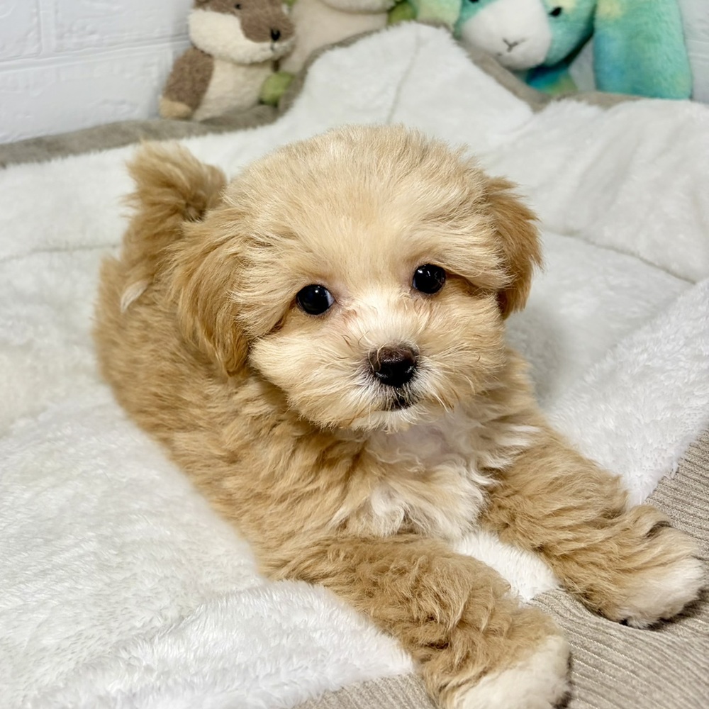 兵庫県のマルプー(マルチーズ×プードル) (犬の家＆猫の里ニッケパークタウン加古川店/2026年5月4日生まれ/男の子/アプリコットホワイト)の子犬の4枚目の画像