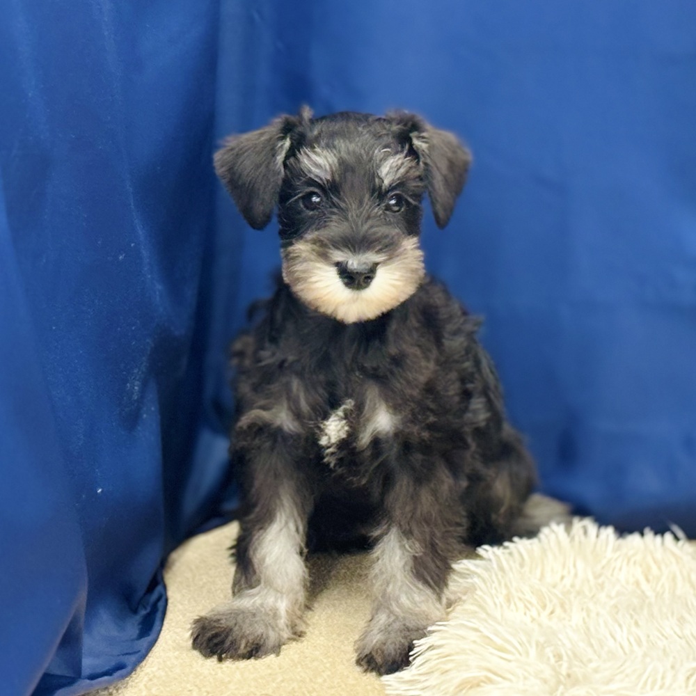 岐阜県のミニチュアシュナウザー (犬の家＆猫の里中津川店/2026年5月4日生まれ/女の子/ブラックシルバー)の子犬の4枚目の画像