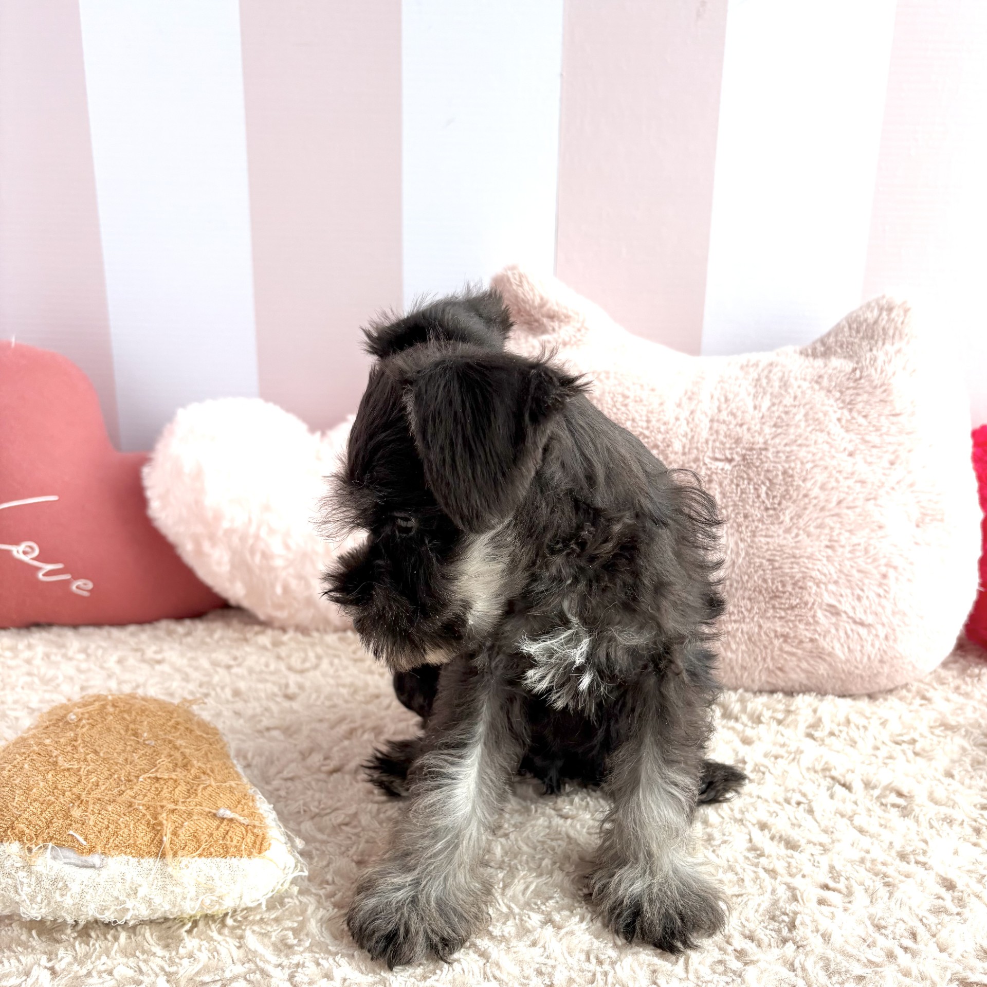 岡山県のミニチュアシュナウザー (犬の家＆猫の里倉敷中庄店/2026年5月4日生まれ/男の子/ブラックシルバー)の子犬の4枚目の画像