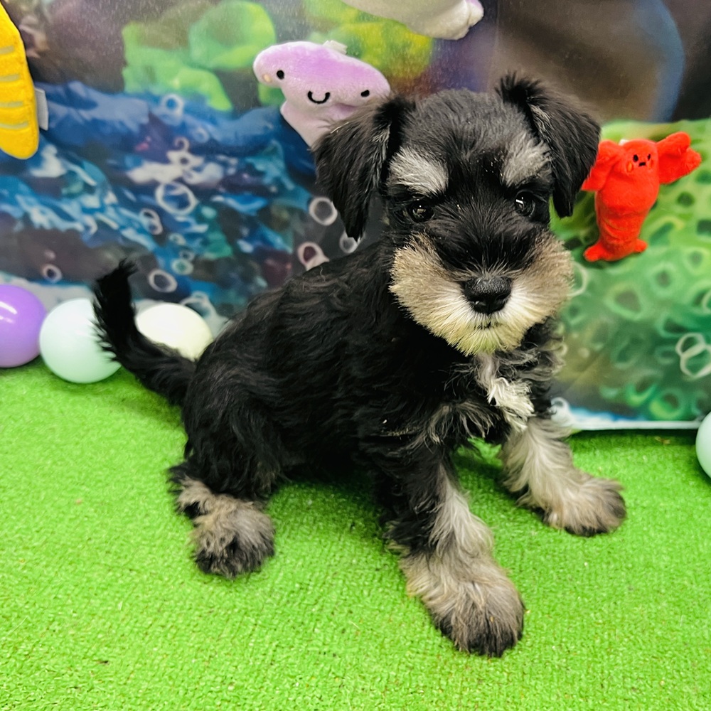 愛知県のミニチュアシュナウザー (犬の家＆猫の里名古屋天白店/2026年5月4日生まれ/女の子/ブラックシルバー)の子犬の4枚目の画像