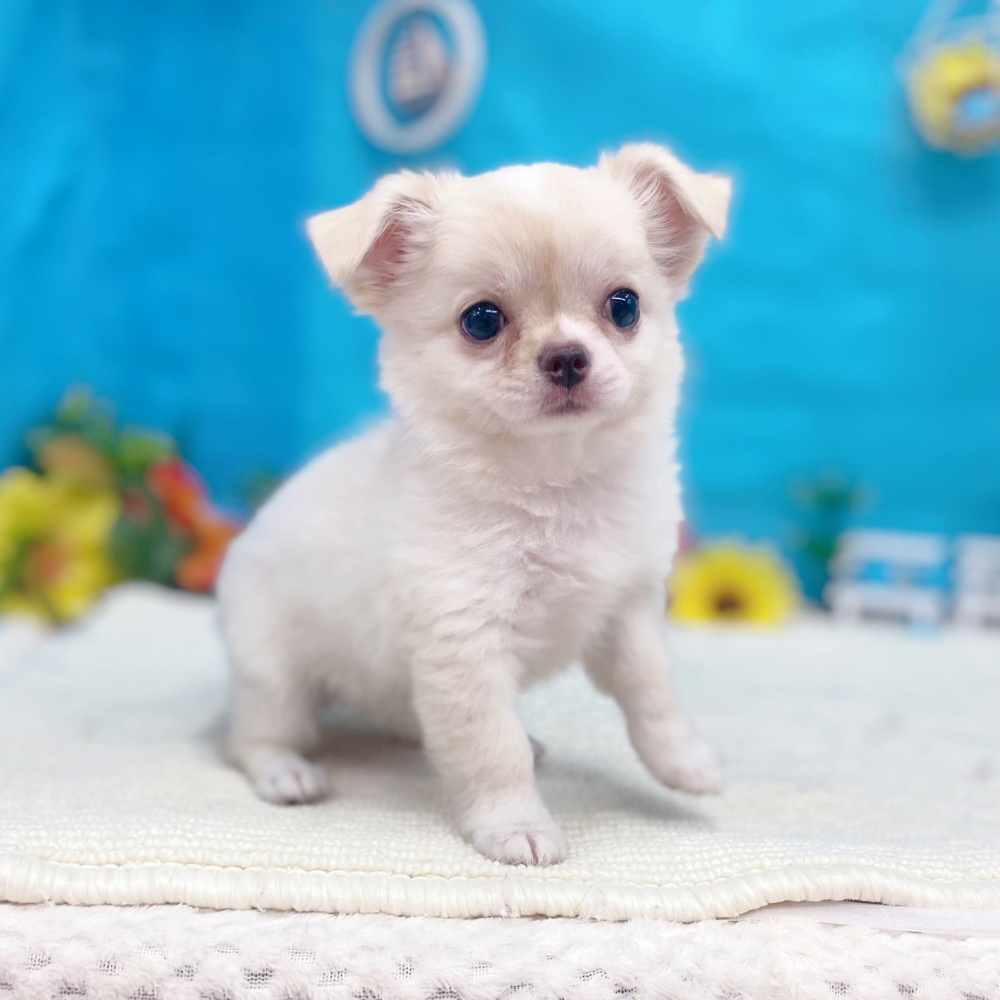 岐阜県のチワワ(ロング) (犬の家＆猫の里岐南店/2026年5月6日生まれ/女の子/クリームホワイト)の子犬の4枚目の画像