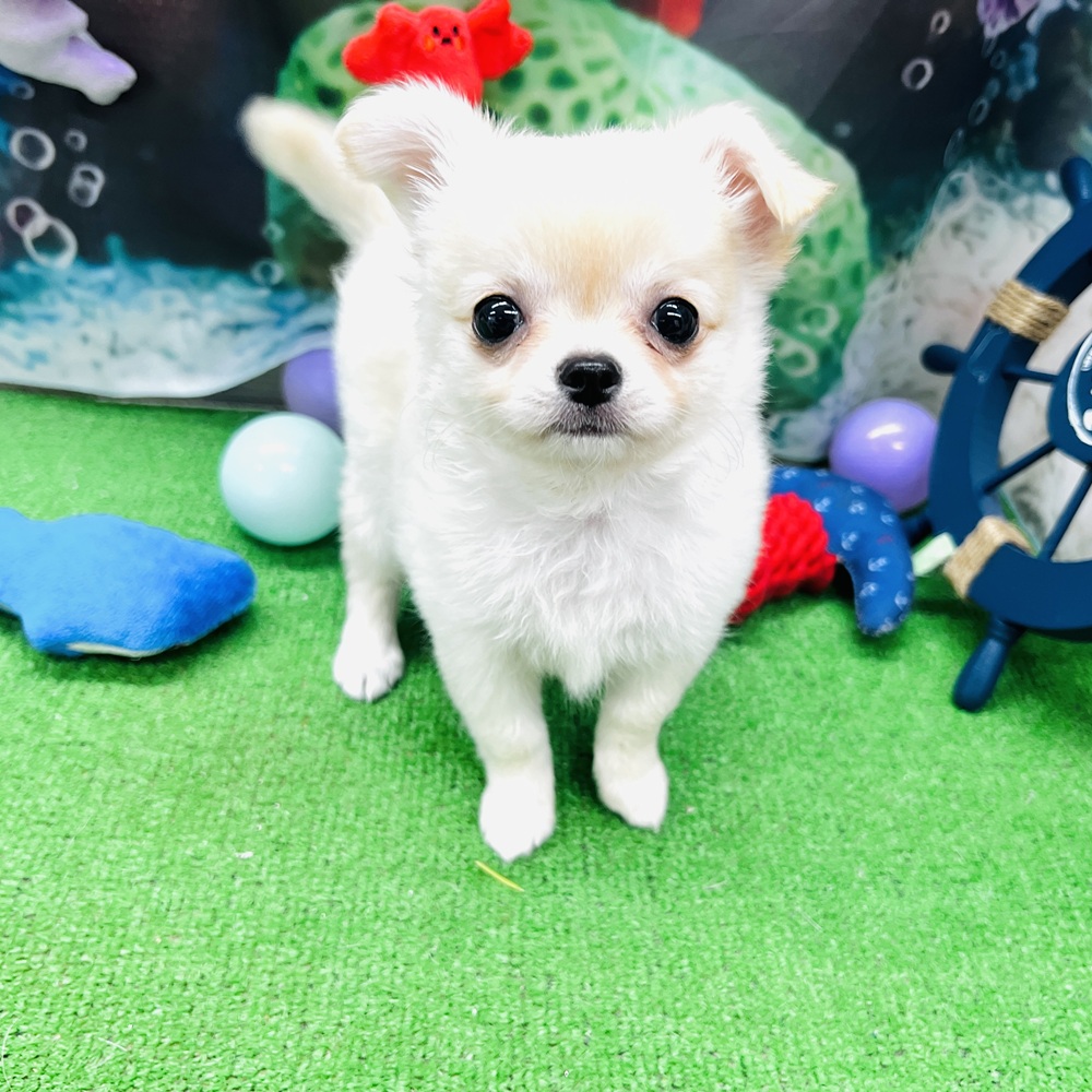 愛知県のチワワ(ロング) (犬の家＆猫の里名古屋天白店/2026年5月6日生まれ/女の子/クリームホワイト)の子犬の4枚目の画像