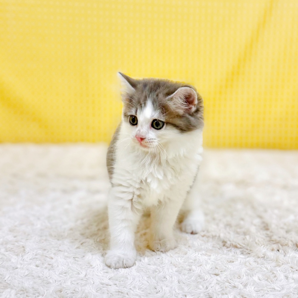 愛知県のサイベリアン (犬の家＆猫の里一宮店/2026年5月10日生まれ/女の子/ブルータビーホワイト)の子猫の4枚目の画像