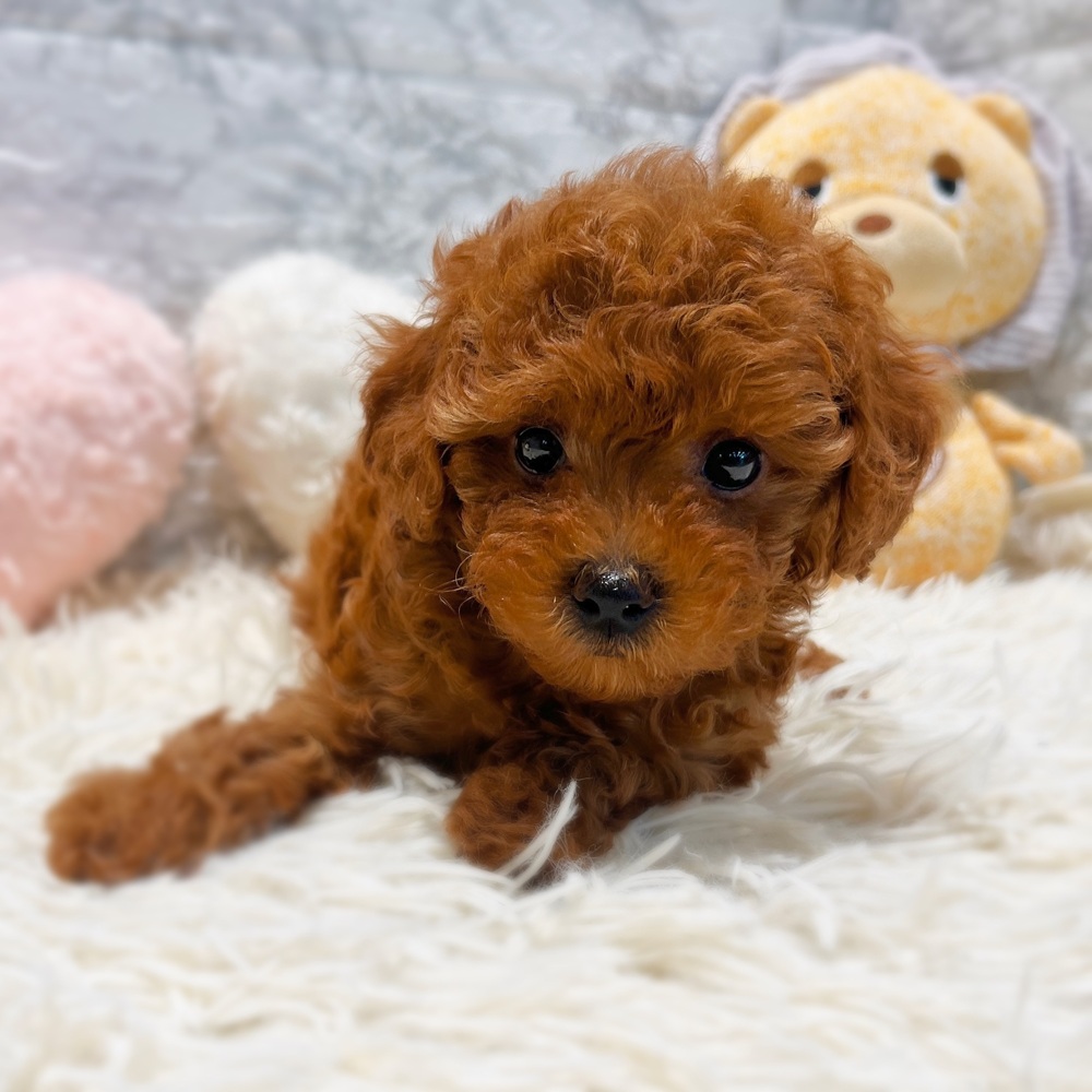 愛知県のトイプードル(トイ) (犬の家＆猫の里MiO香久山店/2026年5月5日生まれ/女の子/レッドフォーン)の子犬の4枚目の画像