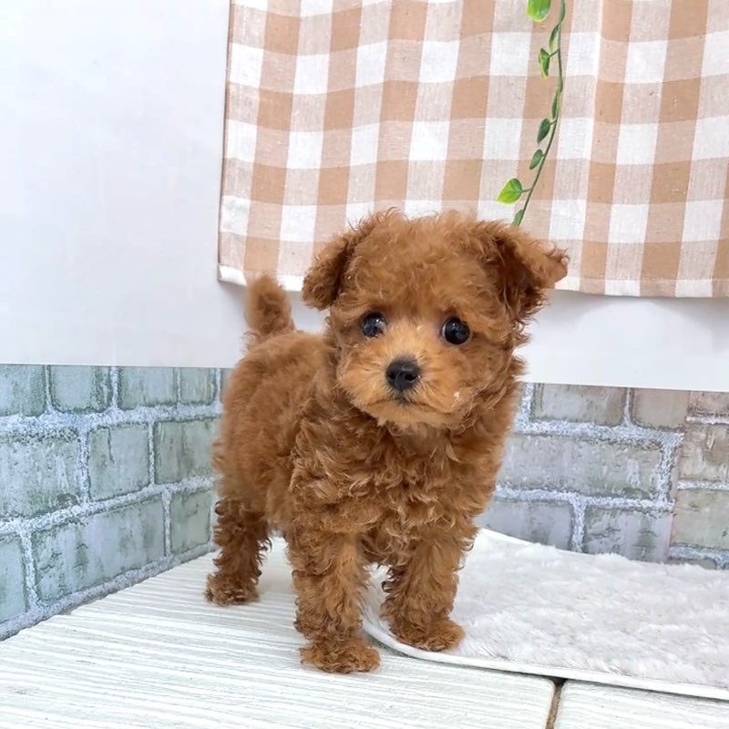 愛知県のトイプードル(タイニー) (犬の家＆猫の里碧南店/2026年5月1日生まれ/男の子/オレンジフォーン)の子犬の4枚目の画像