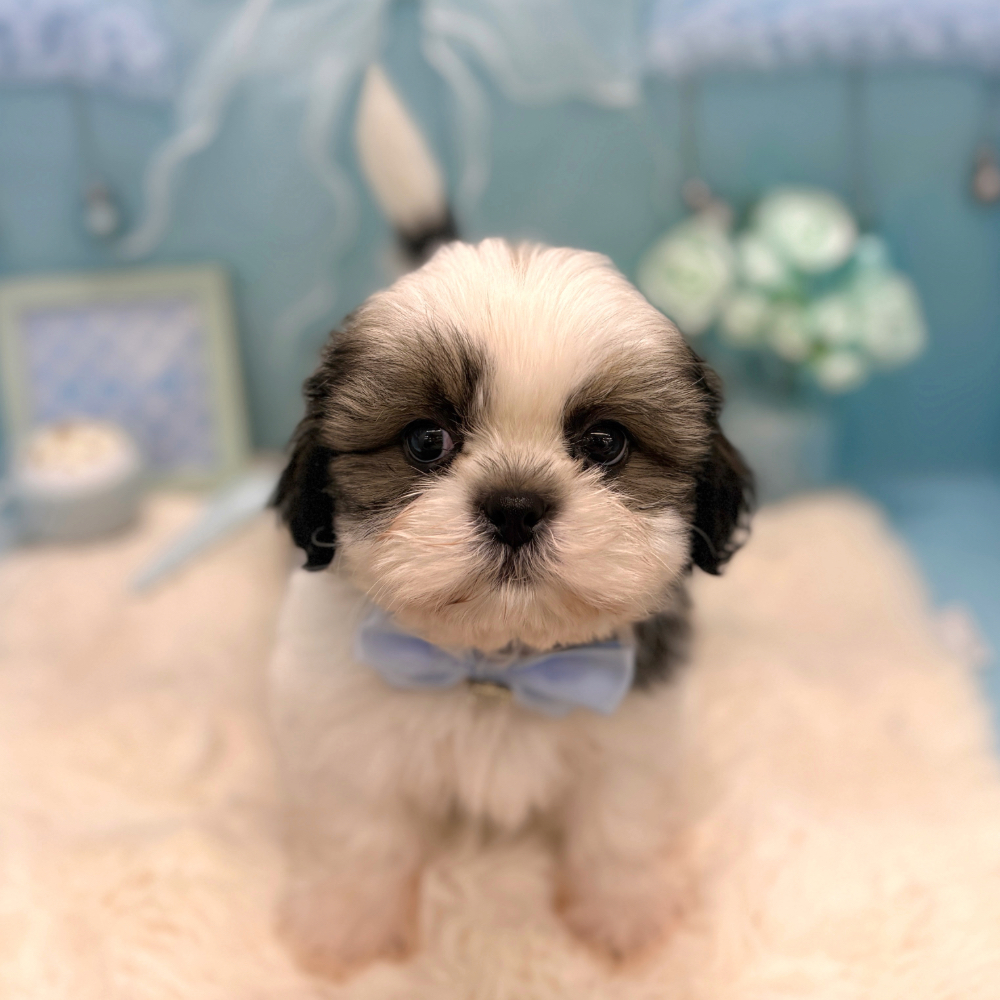 福井県のシーズー (犬の家＆猫の里アミーゴ福井大和田店/2026年5月1日生まれ/男の子/ゴールドホワイト)の子犬の4枚目の画像