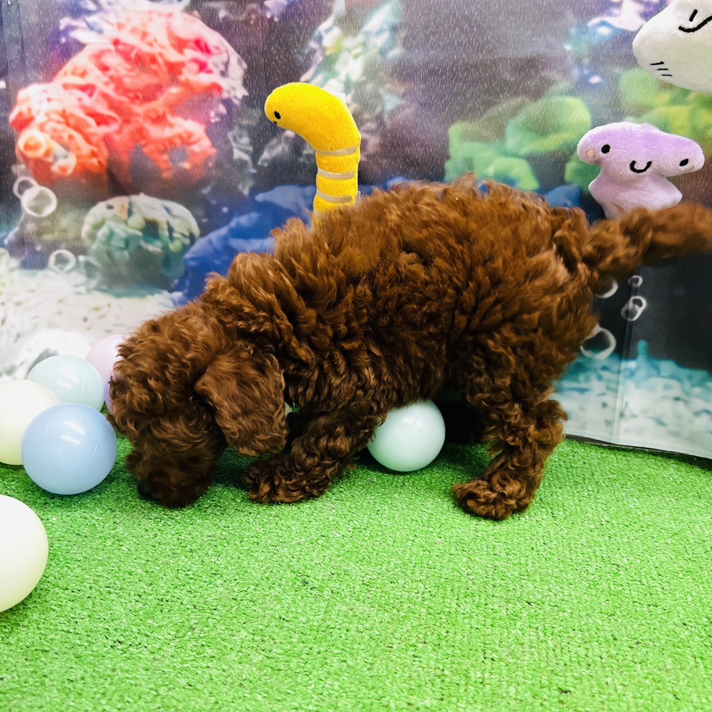 愛知県のトイプードル(トイ) (犬の家＆猫の里名古屋天白店/2026年5月5日生まれ/男の子/レッドフォーン)の子犬の4枚目の画像