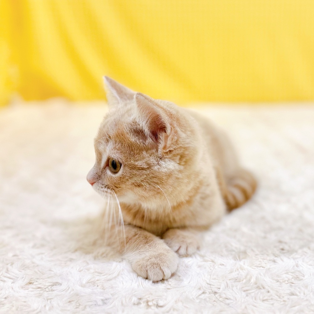 愛知県のマンチカン (犬の家＆猫の里一宮店/2026年5月2日生まれ/男の子/クリームタビー)の子猫の4枚目の画像