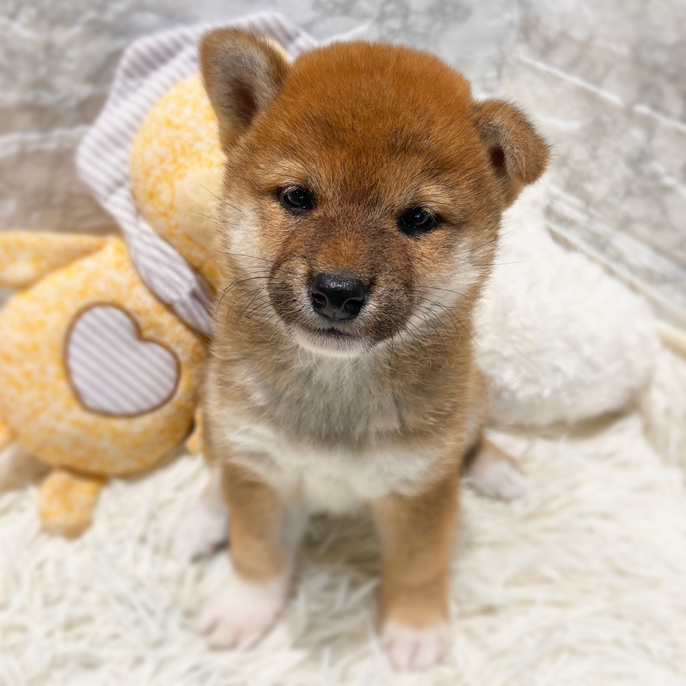 愛知県の柴犬(標準サイズ) (犬の家＆猫の里MiO香久山店/2026年5月5日生まれ/女の子/赤)の子犬の4枚目の画像