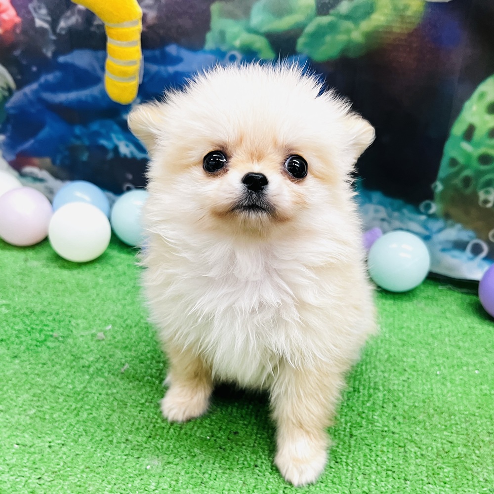 愛知県のポメチワ/チワポメ/ポメチー(ポメラニアン×チワワ) (犬の家＆猫の里名古屋天白店/2026年5月6日生まれ/男の子/クリーム)の子犬の4枚目の画像