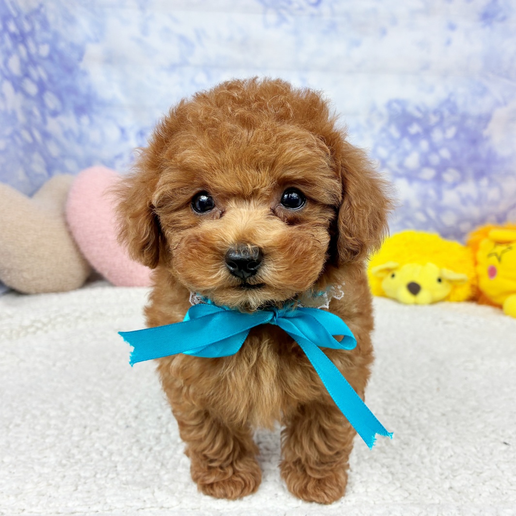 兵庫県のトイプードル(トイ) (犬の家＆猫の里川西店/2026年5月4日生まれ/男の子/レッドフォーン)の子犬の4枚目の画像