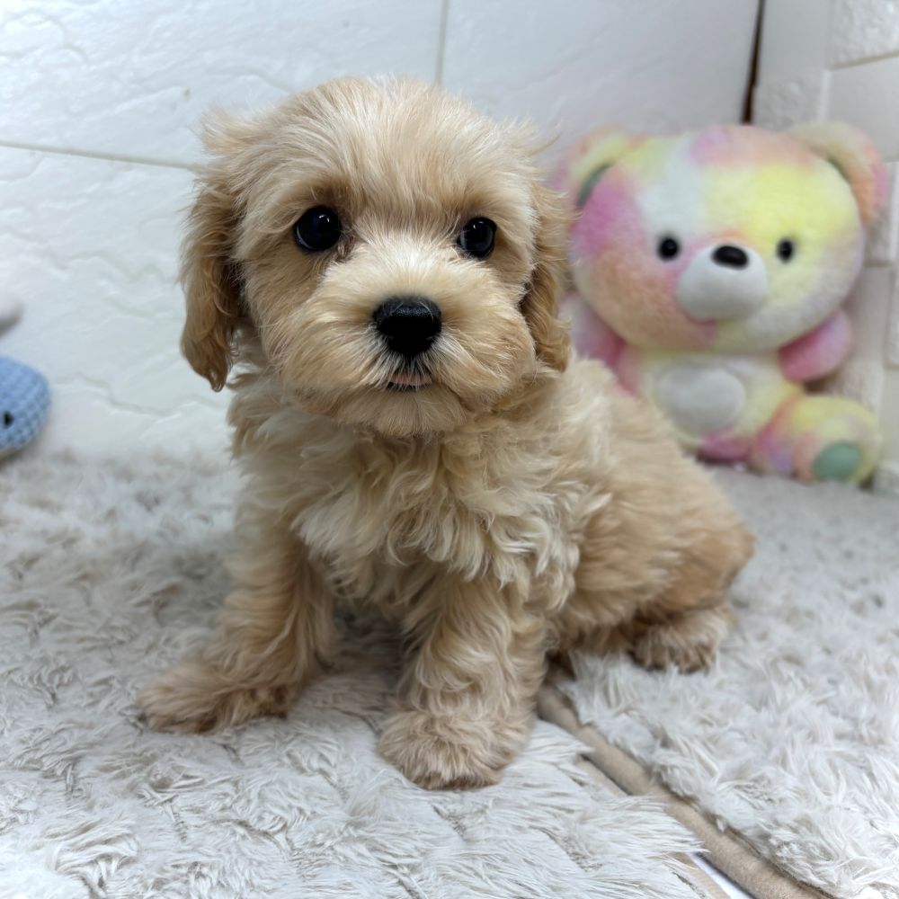 兵庫県のマルプー(マルチーズ×プードル) (犬の家＆猫の里ゆめタウン姫路店/2026年5月5日生まれ/女の子/クリーム)の子犬の4枚目の画像