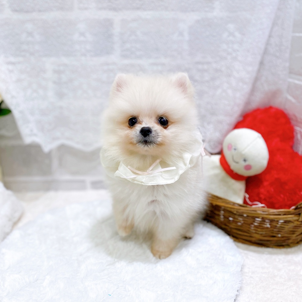 滋賀県のポメラニアン (犬の家＆猫の里長浜店/2026年5月2日生まれ/女の子/クリーム)の子犬の4枚目の画像
