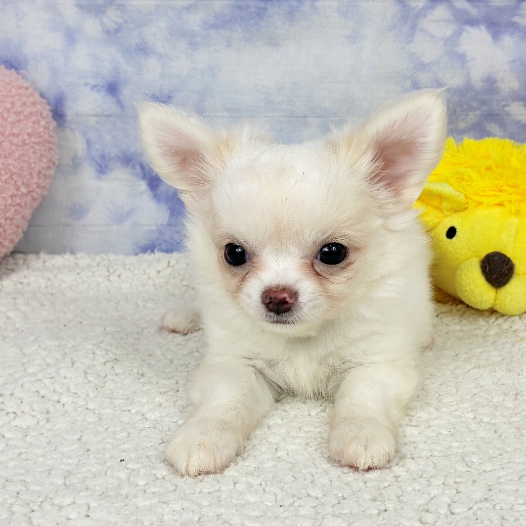 兵庫県のチワワ(ロング) (犬の家＆猫の里川西店/2026年5月3日生まれ/女の子/クリームホワイト)の子犬の4枚目の画像