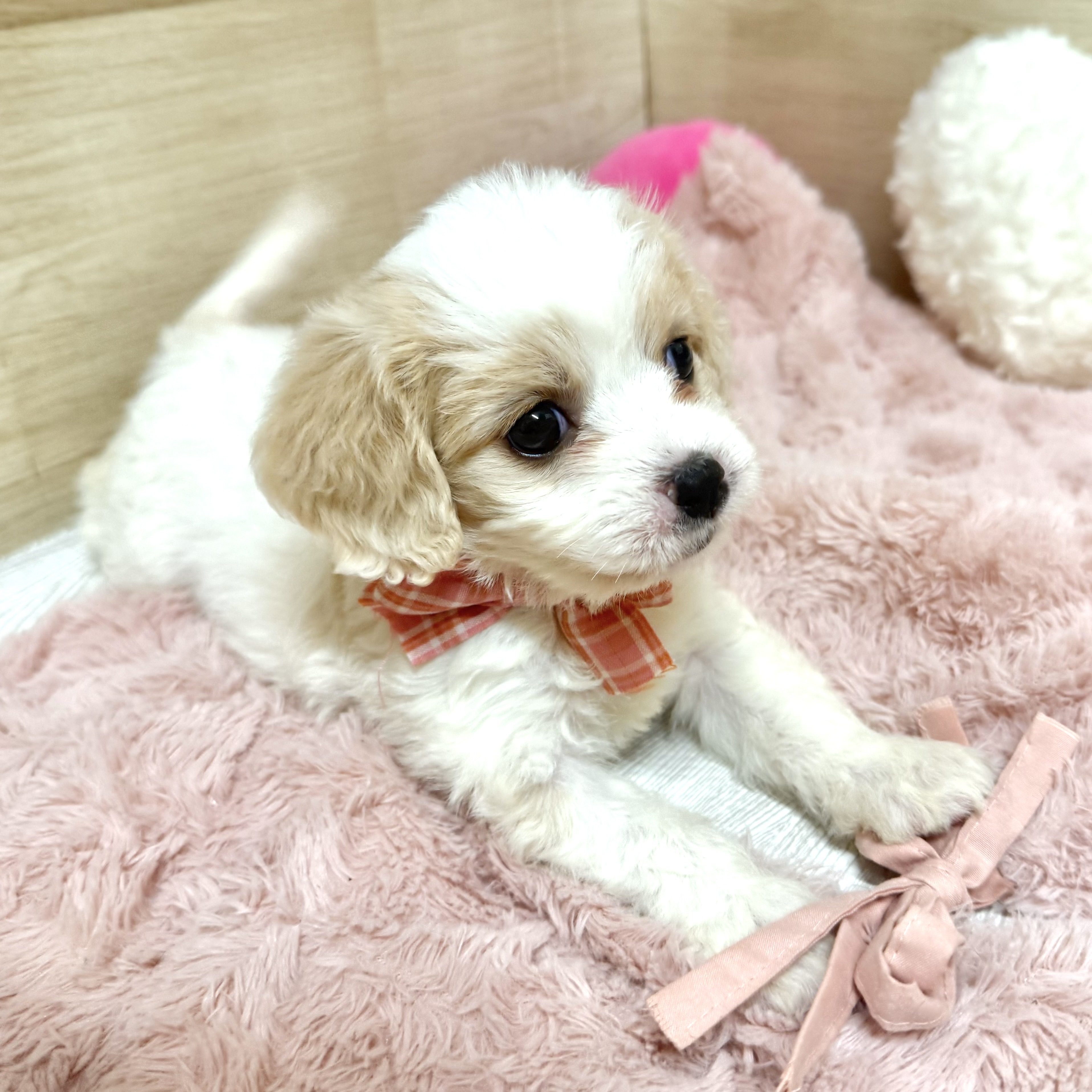 大阪府のハーフ犬・ミックス犬 (犬の家＆猫の里そよら東岸和田店/2026年5月6日生まれ/女の子/ホワイトクリーム)の子犬の4枚目の画像