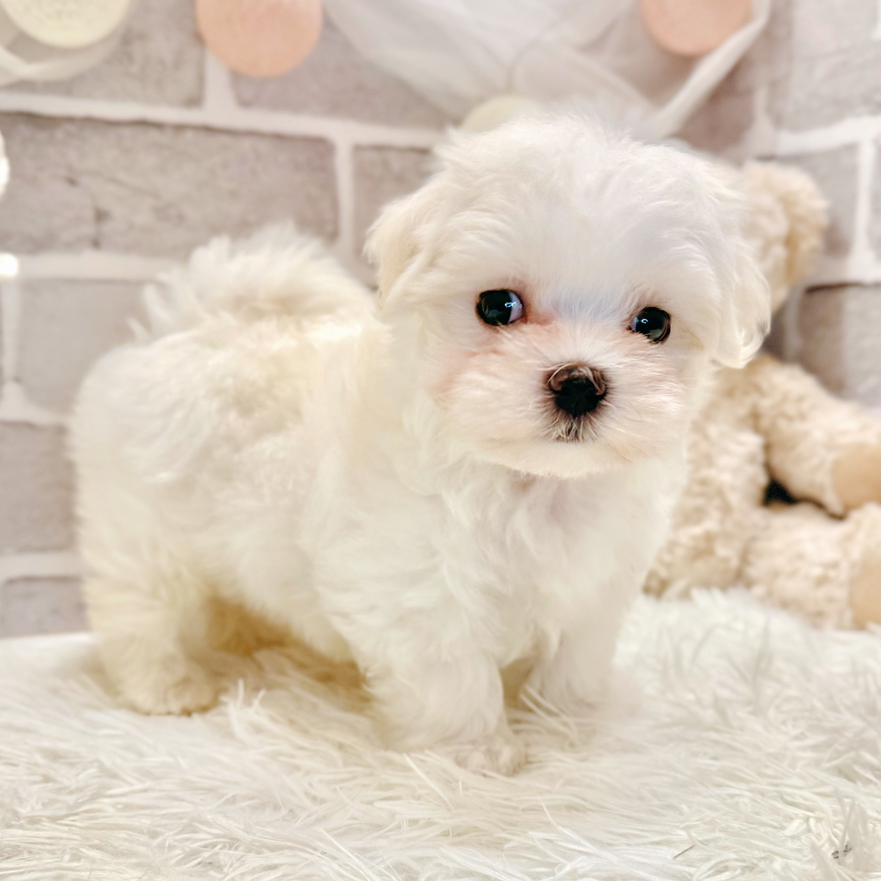 兵庫県のマルチーズ (犬の家＆猫の里神戸店/2026年5月7日生まれ/男の子/ホワイト)の子犬の4枚目の画像