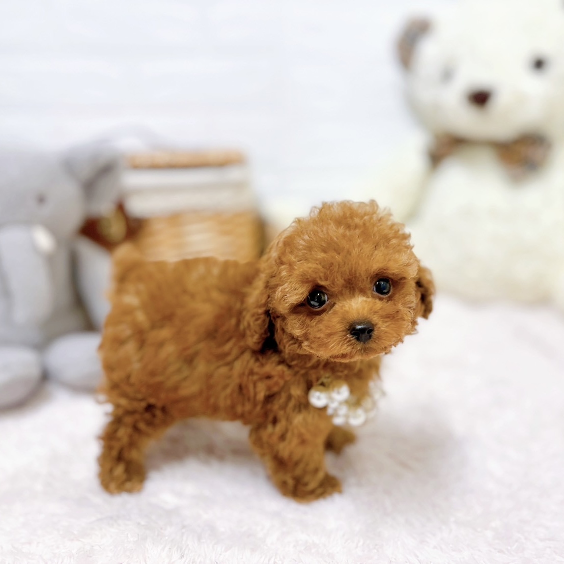 滋賀県のトイプードル(ティーカップ) (犬の家＆猫の里近江八幡店/2026年5月4日生まれ/男の子/レッドフォーン)の子犬の4枚目の画像