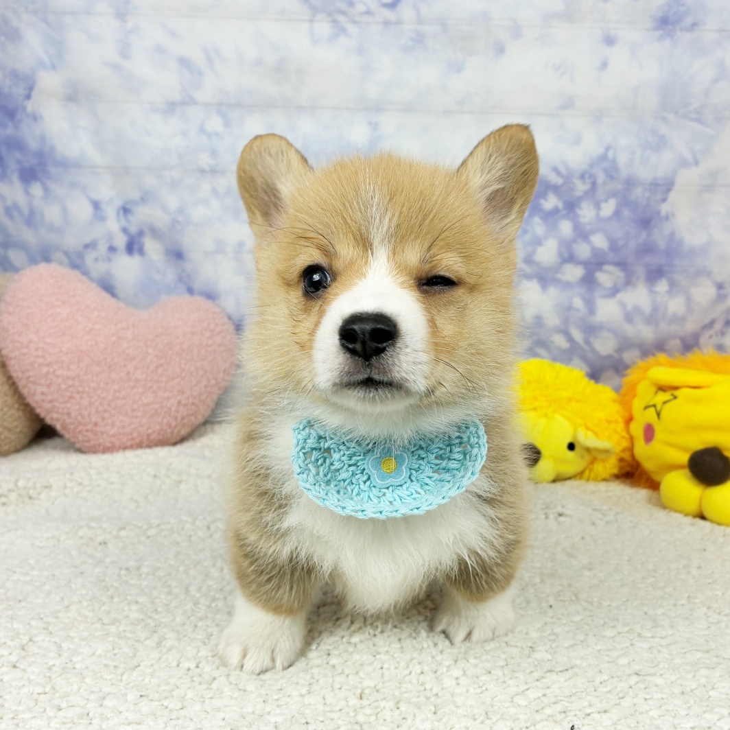 兵庫県のウェルシュコーギーペンブローク (犬の家＆猫の里川西店/2026年5月7日生まれ/男の子/レッドホワイト)の子犬の4枚目の画像