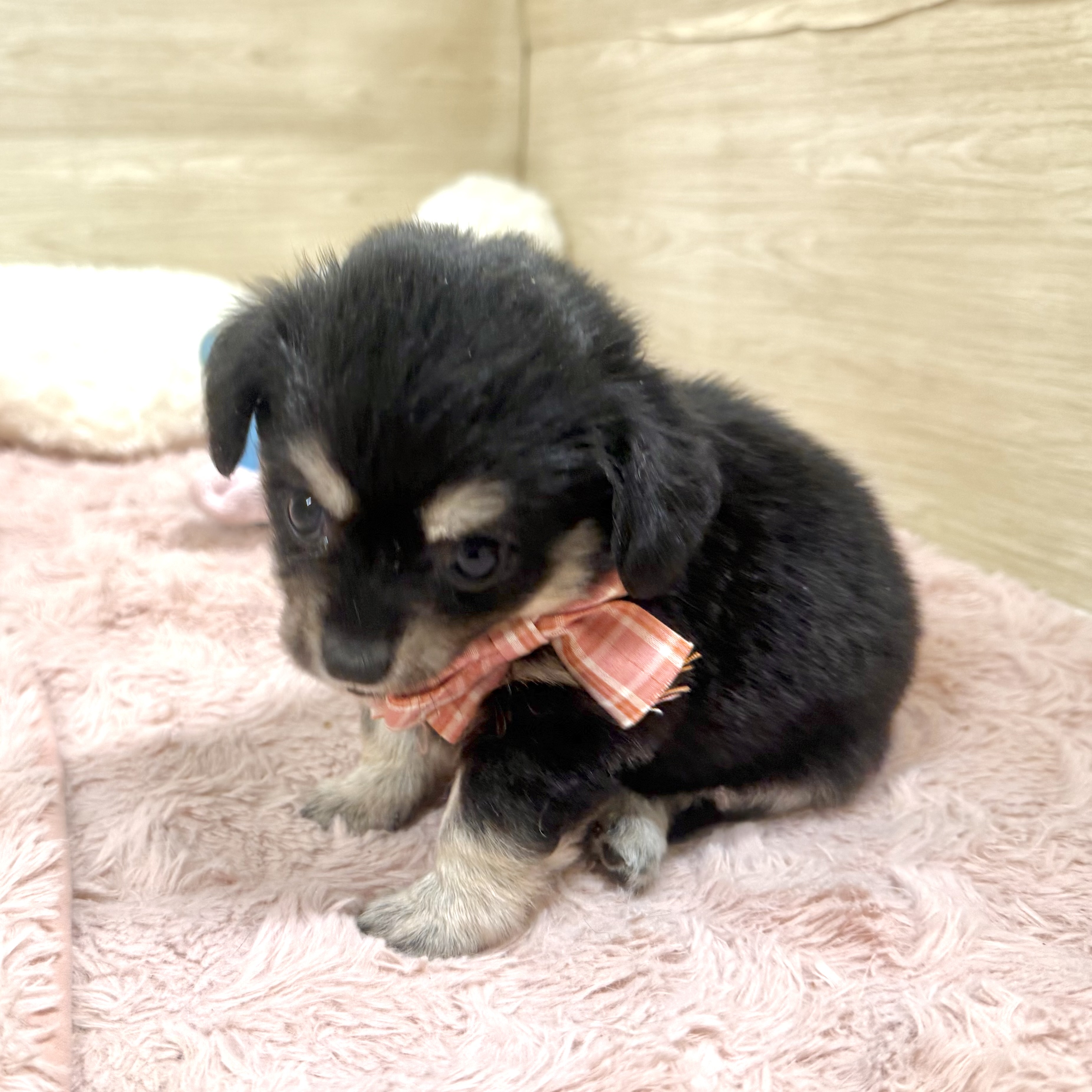 大阪府のチワックス(チワワ×ダックス) (犬の家＆猫の里そよら東岸和田店/2026年5月5日生まれ/女の子/ブラッククリーム)の子犬の4枚目の画像