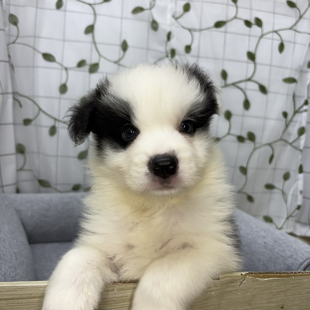 長野県のボーダーコリー (犬の家＆猫の里塩尻店/2026年5月8日生まれ/男の子/ブラックホワイト)の子犬の4枚目の画像
