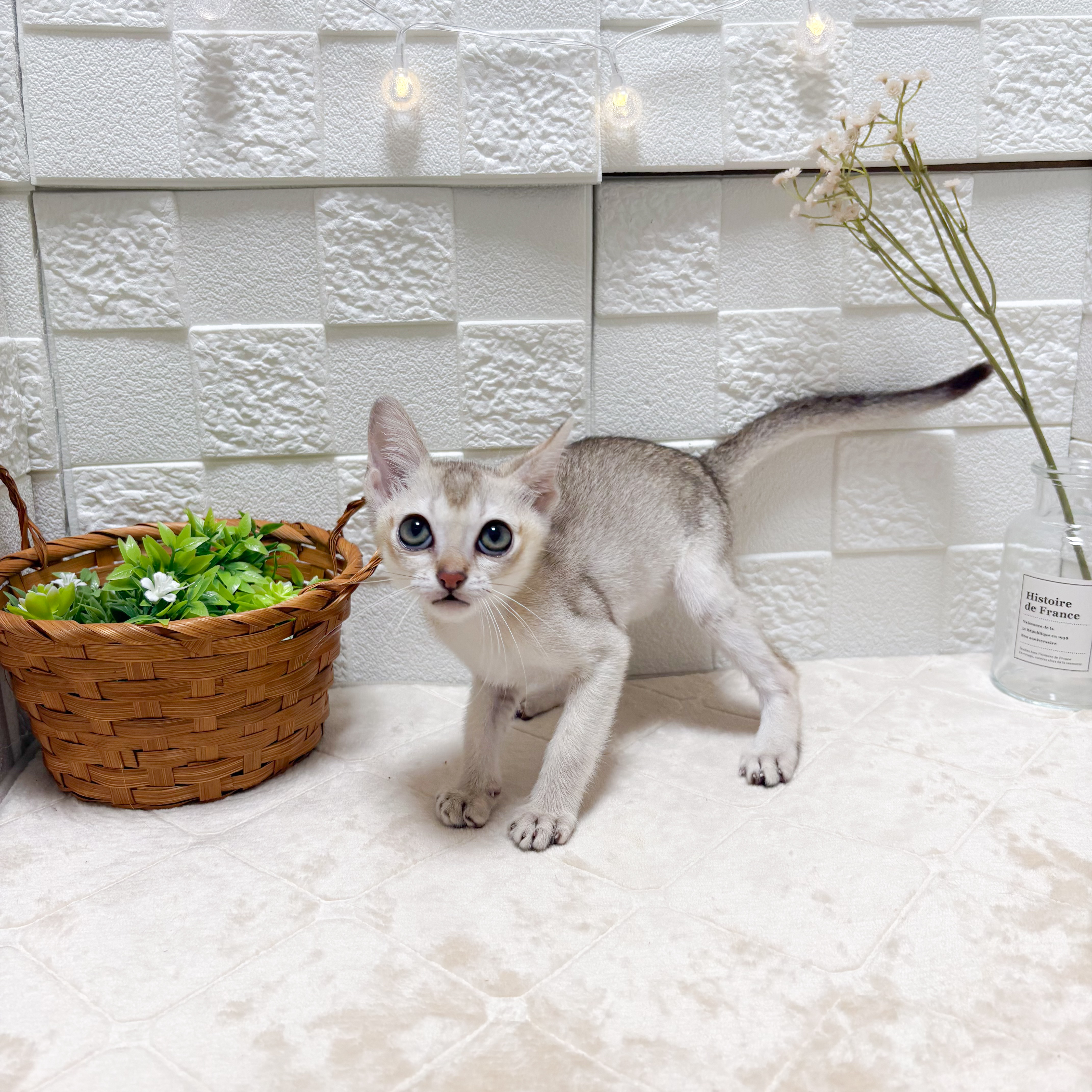 東京都のシンガプーラ (犬の家＆猫の里ペットフォレスト小平店/2026年4月21日生まれ/男の子/セピアアグーティ)の子猫の4枚目の画像