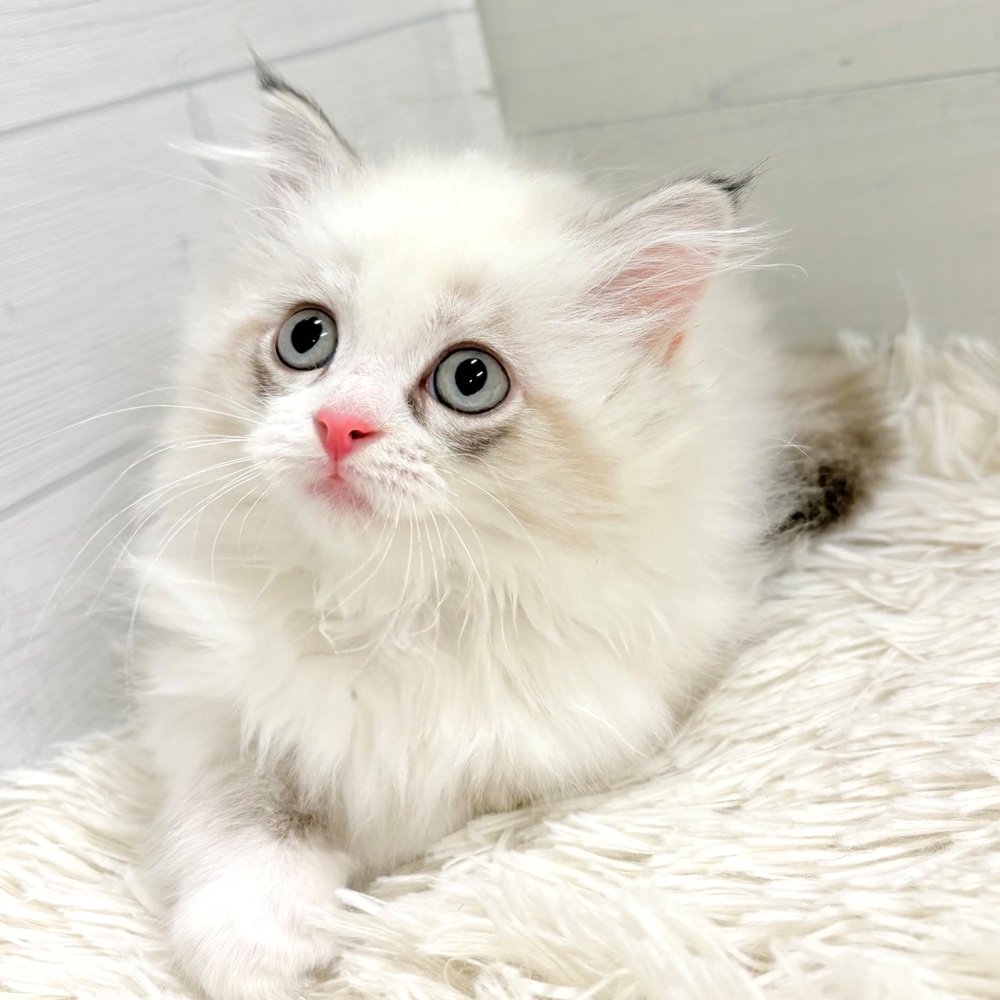 愛知県のミヌエット (犬の家＆猫の里豊田店/2026年5月4日生まれ/女の子/ブルートーティポイント&ホワイト)の子猫の4枚目の画像