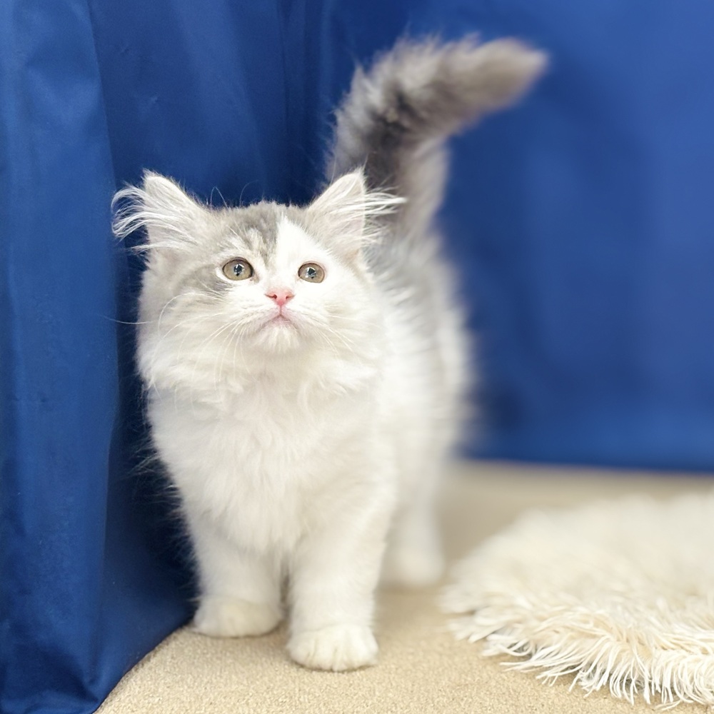 岐阜県のサイベリアン (犬の家＆猫の里中津川店/2026年4月24日生まれ/男の子/ブルータビーホワイト)の子猫の4枚目の画像