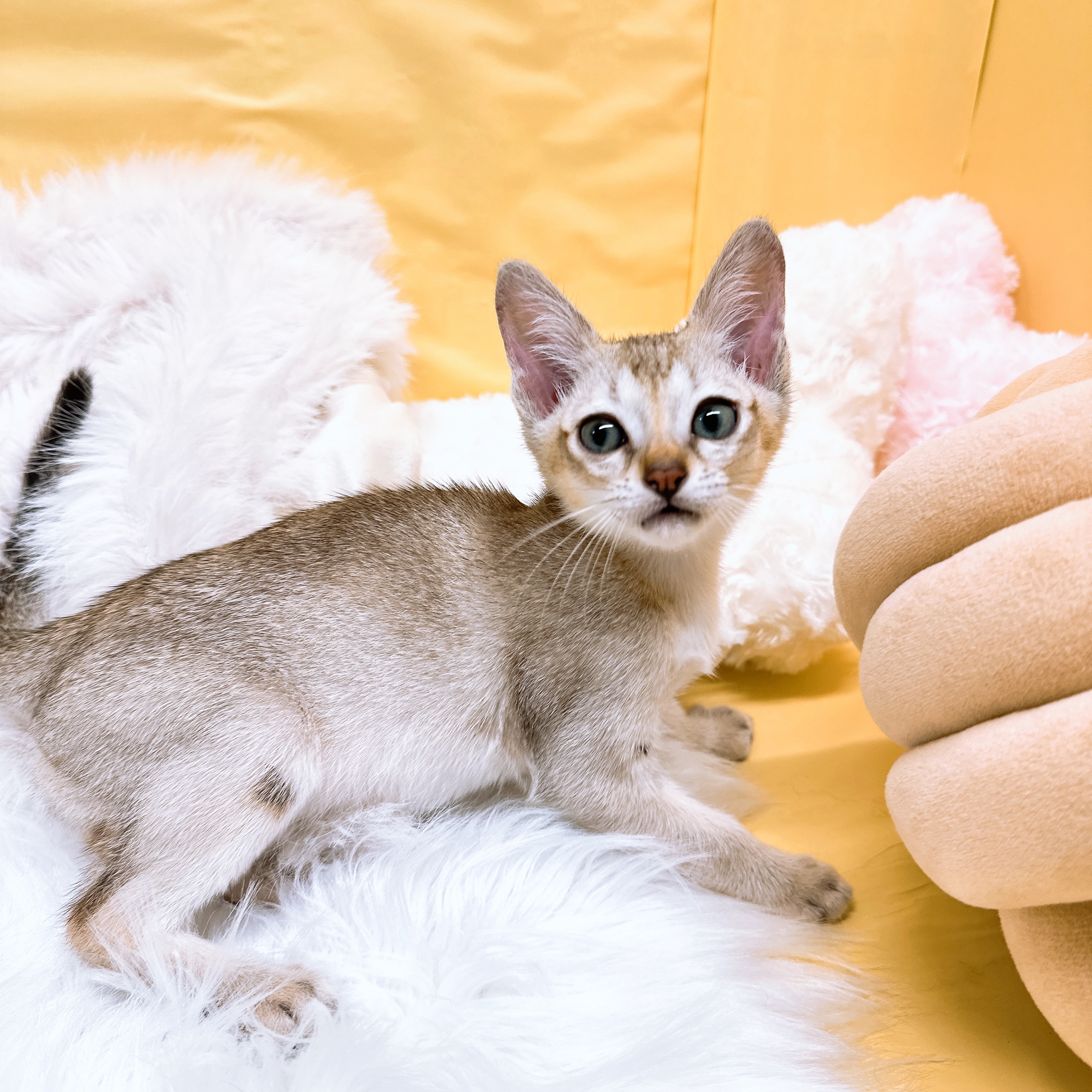 神奈川県のシンガプーラ (犬の家＆猫の里元住吉ブレーメン通り店/2026年5月6日生まれ/男の子/セピアアグーティ)の子猫の4枚目の画像